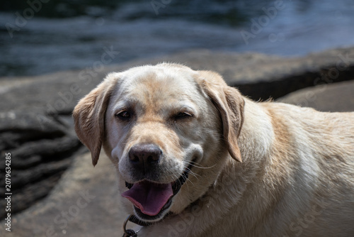 A happy yellow Labrador Retriever by the water