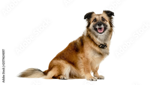 Obraz na plátně Isolated happy mixed breed dog sitting attentively, looking directly at the came