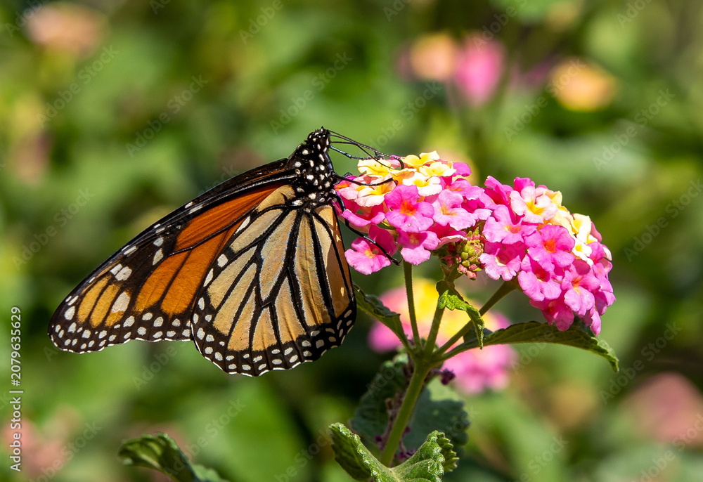 Fototapeta premium butterfly on flower