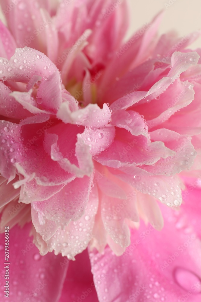 Fototapeta premium Beautiful pink peony flower with water drops as background, closeup
