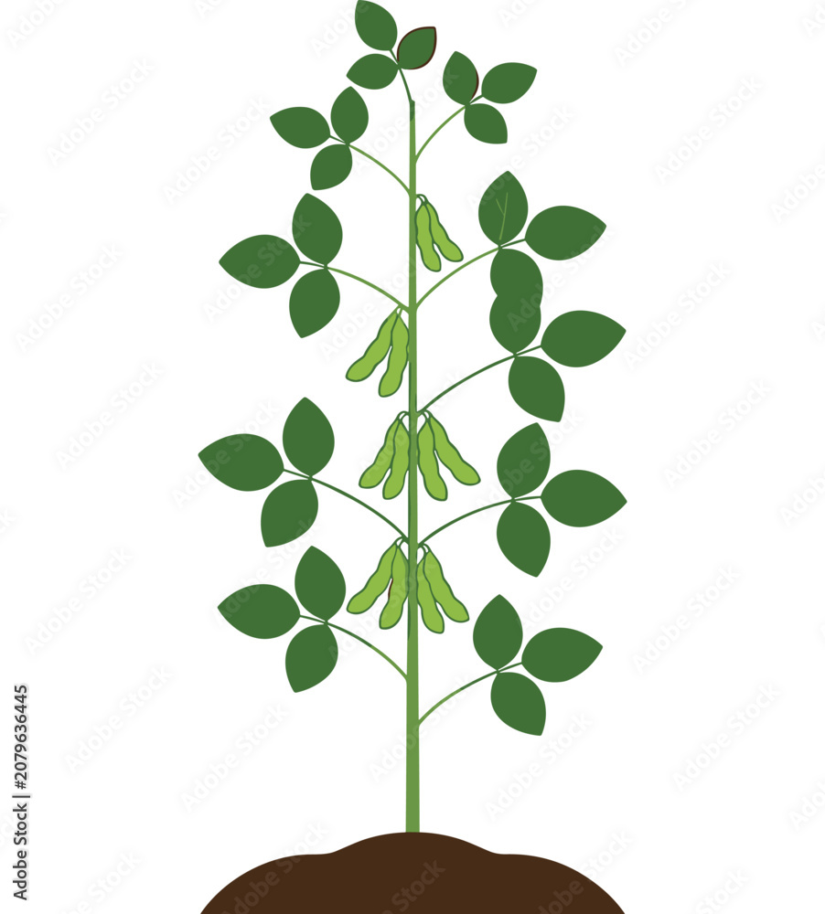 Obraz premium Simple vector illustration of a mature soybean plant with green pods growing in soil isolated on white