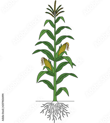 Foto Simple vector illustration of a mature corn stalk with ears, green leaves, and r