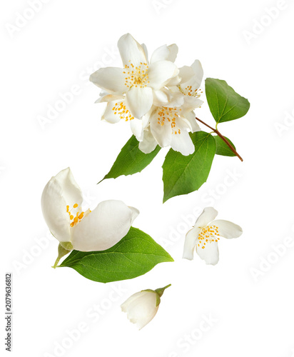 Jasmine blossoms in the air isolated on a white background