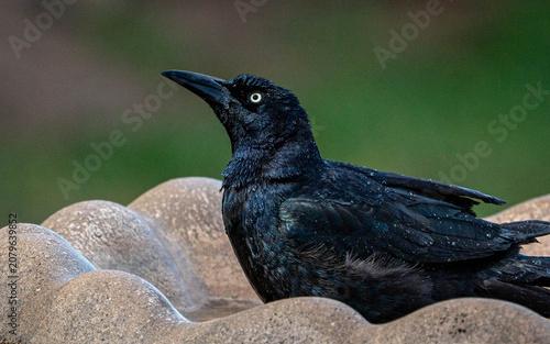 фотографія grackle in birdbath