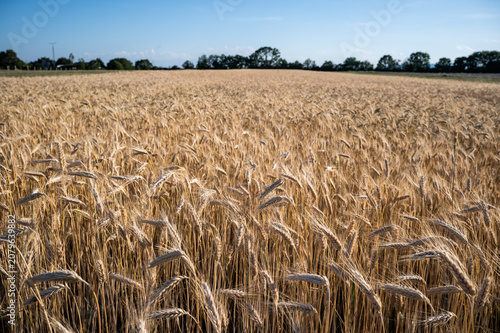 Weizenfeld erntereif