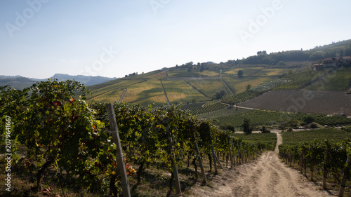 Φωτογραφία landscapes of the Langhe in Piedmont with vineyards during summer before autumn