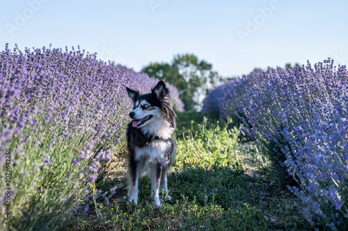 Kleiner Hund in blühendem Lavendelfeld