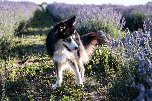 Kleiner Hund in Lavendelfeld