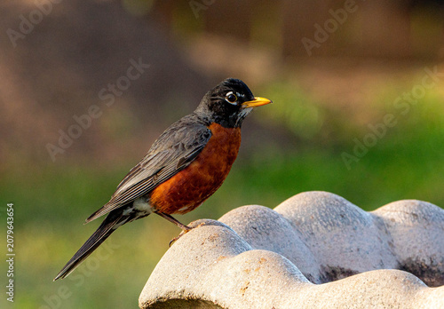 Принти на полотні robin on birdbath