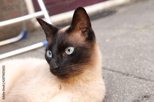 a portrait of a siamese cat with blue eyes closeup that is lying in a garden in summer