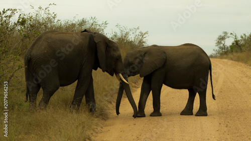 Canvas Print Entanglement of trunks between two Elephants in the African savanna