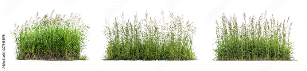 Obraz premium PNG Clumps of tall green ornamental grass isolated on transparent background