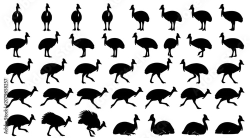 Tableau sur toile Cassowary silhouette set showing flightless birds in various stances and movemen