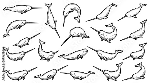 Photography Collection of narwhal illustrations in a detailed hand drawn line art style show