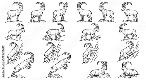 Bild auf Leinwand Set of hand drawn ibex mountain goats in various poses for wildlife illustration