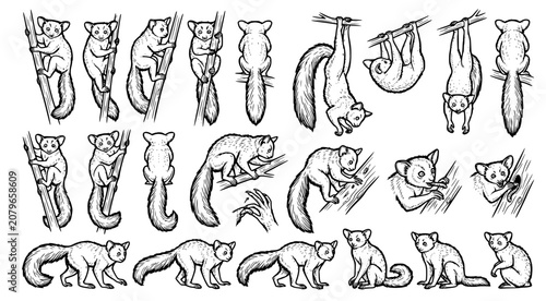 Fotografie Detailed collection of galago or bushbaby line art illustrations showing climbin