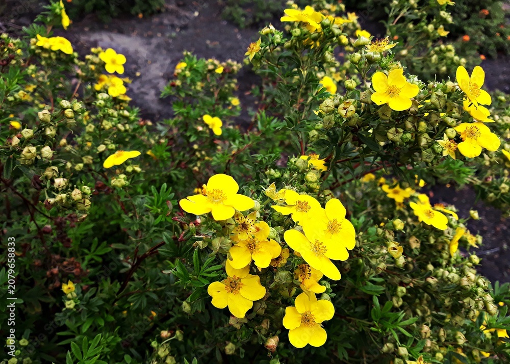 Obraz premium Yellow flowers of Dasiphora fruticosa, Potentilla fruticosa or Goldfinger, in the garden. 