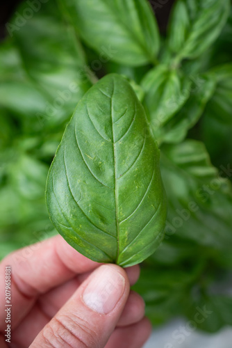green basil leaf in hand