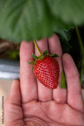 Ripe red strawberry in hand