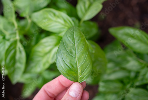 Basil leaf in hand