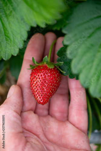 Ripe red strawberry in hand 