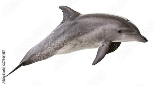 Konstfotografi Gray dolphin swimming gracefully, isolated on transparent background