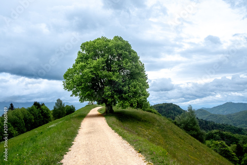 Slovenia path nature