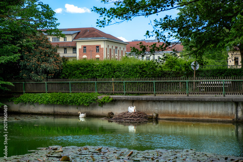 Swans in Slovenia