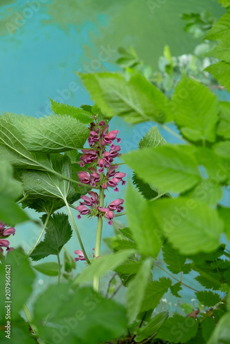 hedge woundwort Flower in Slovenia