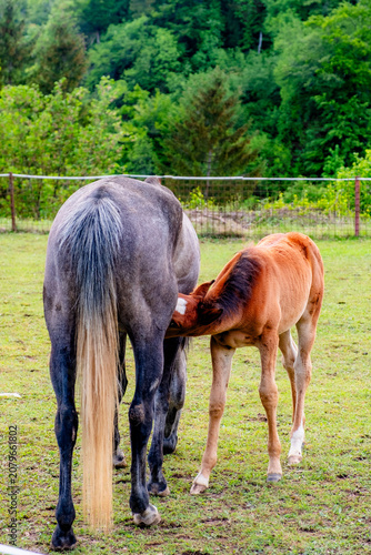 Horses in Slovenia