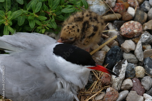 Obraz na plátně common tern