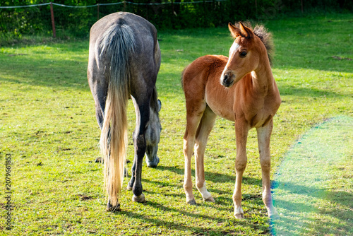 Horses in Slovenia