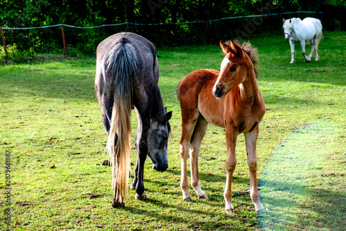 Horses in Slovenia
