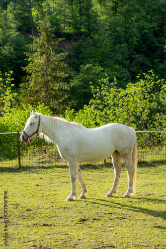 Horses in Slovenia