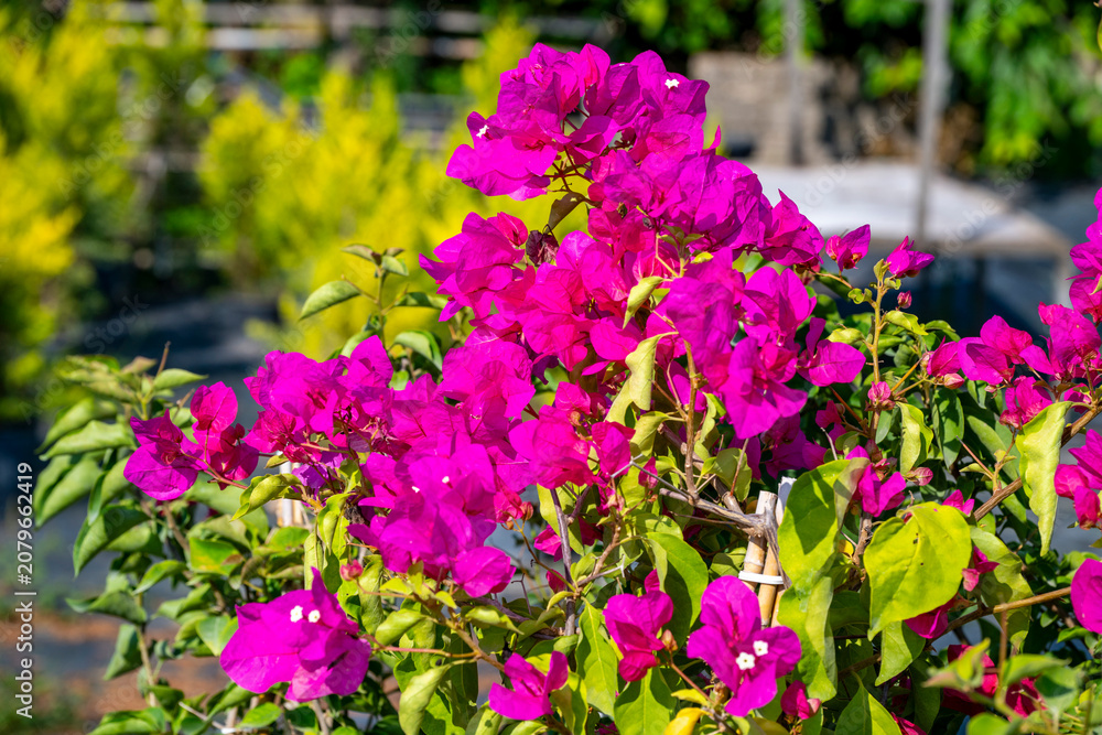 Obraz premium Bougainvillea glabra, the lesser bougainvillea or paperflower, is the most common species of bougainvillea used for bonsai. The epithet 'glabra' comes from Latin and means
