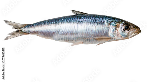 Fotografía Single fresh sardine fish with shiny scales, isolated on transparent background