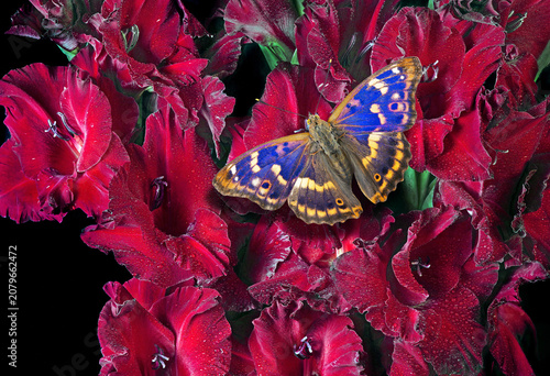 a bright blue butterfly on red gladioli flowers. purple emperor butterfly (Ap...