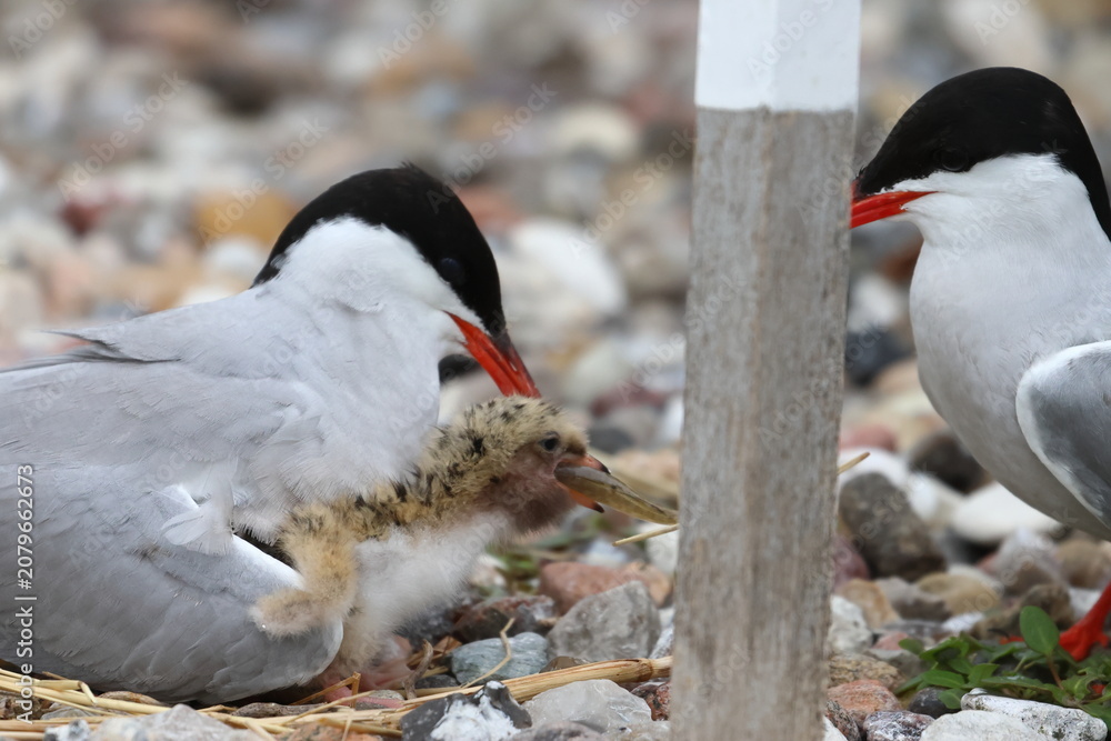 Fototapeta premium nesting common tern
