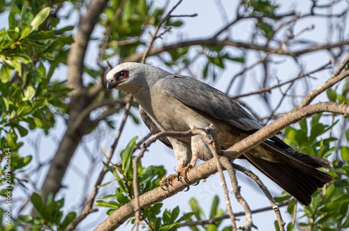 Konstfotografi raptor in tree
