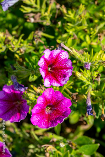 The 'Surfinia' series of Petunias covers a very popular and wide range of compact, vigorous, slowly spreading, mounding, semi-trailing, and fully trailing floriferous tender perennial petunias usually