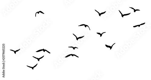 Cuadro en lienzo flock seagull birds flying isolated on clear background