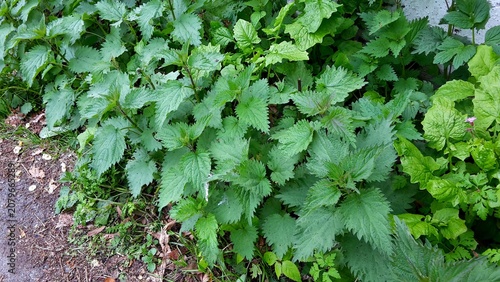 Photos Urtica dioica or stinging nettle, growing in the garden.