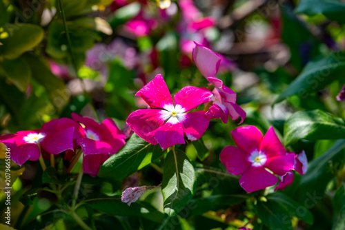 Catharanthus roseus, commonly known as bright eyes, Cape periwinkle, graveyard plant, Madagascar periwinkle, old maid, pink periwinkle, rose periwinkle, is a perennial species of flowering plant in th