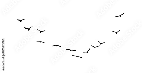 flock seagull birds flying isolated on clear background	