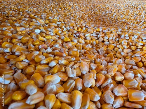 corn seeds background