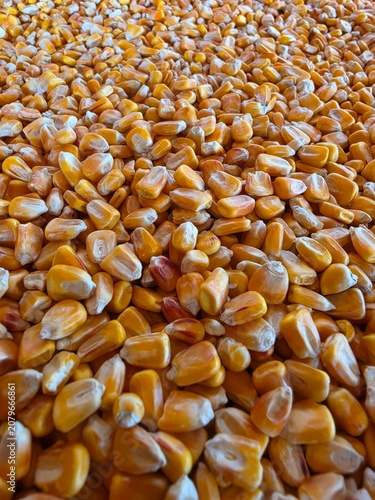 seeds of wheat