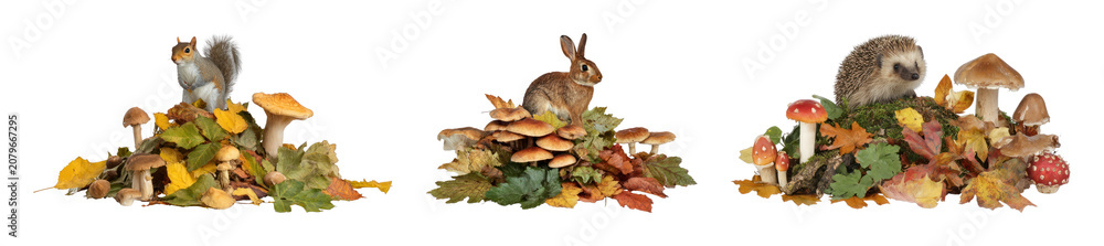 Obraz premium PNG Autumn forest animals on mushroom piles with leaves, transparent background