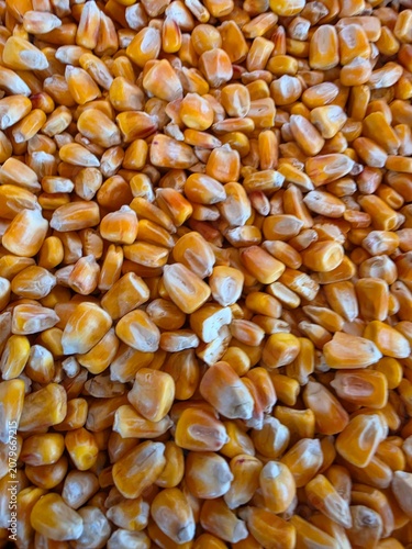 corn seeds background