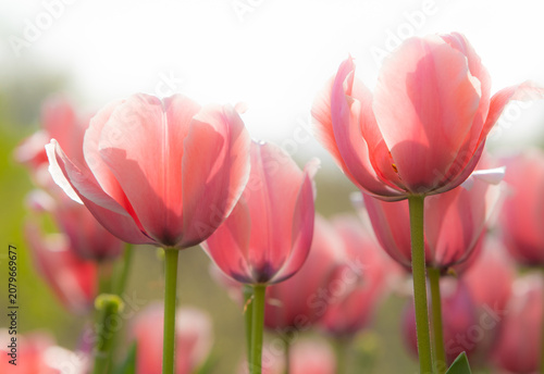 pink tulips in the garden