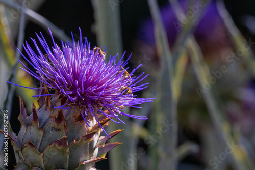 Purple Artichoke Flower with Honey Bees Pollinating Bloom, Macro Nature Close Up